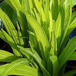 Liatris spicata Leaf