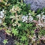 Sedum album 整株植物