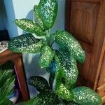 Dieffenbachia seguine Лист