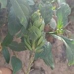Ecbolium viride Flower