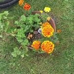 Tagetes erectaFlower