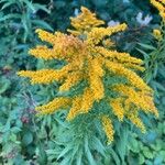 Solidago canadensisᱵᱟᱦᱟ