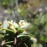 Styphelia coryphila Blomst