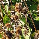 Eryngium planum Fruit