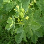 Jatropha chevalieri ശീലം