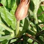 Nicotiana sylvestris Vaisius