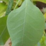 Nicotiana glauca Leaf