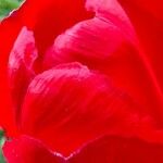 Tulipa raddii പുഷ്പം