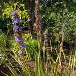 Aristea capitata Flor