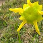 Sarracenia flava Flor