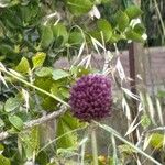 Allium atroviolaceum Flower