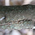 Searsia longipes Bark