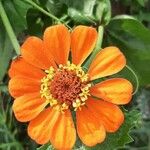 Zinnia peruvianaFlower