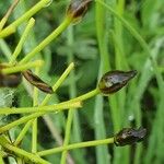 Bulbine abyssinica Fruto