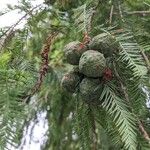 Taxodium distichum Frucht