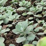 Kalanchoe millotii Leaf