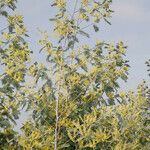 Acacia mearnsii ശീലം