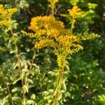 Solidago giganteaÇiçek