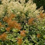 Filipendula rubra Flor