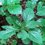 Sassafras albidum Leaf