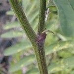 Astragalus canadensis Rhisgl