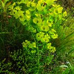 Euphorbia esula Habit