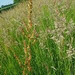 Rumex acetosaFlors