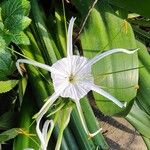 Hymenocallis littoralis Flor