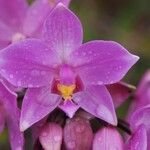 Spathoglottis unguiculata Flor