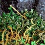 Selaginella helvetica ശീലം