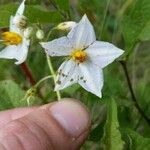 Solanum carolinenseFlower