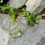 Aptenia cordifolia Квітка