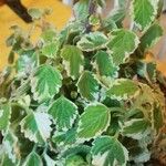 Plectranthus forsteri Blad