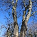 Zelkova serrataElinympäristö