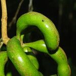 Xylopia staudtii Fruit