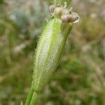 Silene ciliata Flower