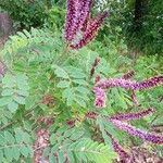 Amorpha fruticosaFlower