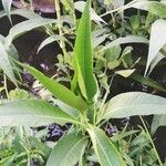 Persicaria senegalensis Leaf