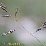 Kengia serotina その他の提案
