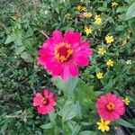 Zinnia elegansFleur