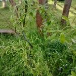 Salix babylonica ഇല