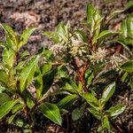 Salix phylicifolia Лист