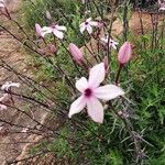 Otomeria oculata Квітка