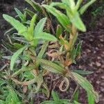 Cistus monspeliensis Leaf