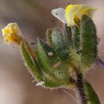 Linaria arenaria Fleur