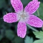Geranium endressii Cvet