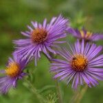 Symphyotrichum novae-angliaeKvet