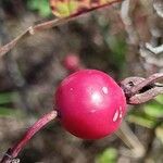 Rosa villosa Fruit