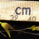 Specklinia microphylla Altul/Alta