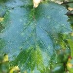 Crataegus douglasii Листок